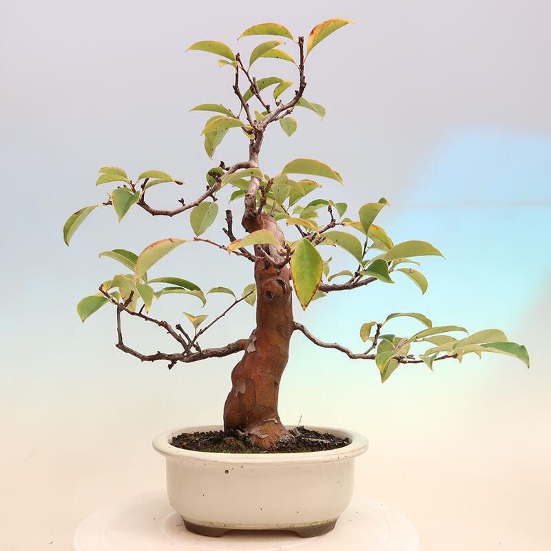 Bonsai für draußen - Pseudocydonia sinensis - Chinesische Quitte