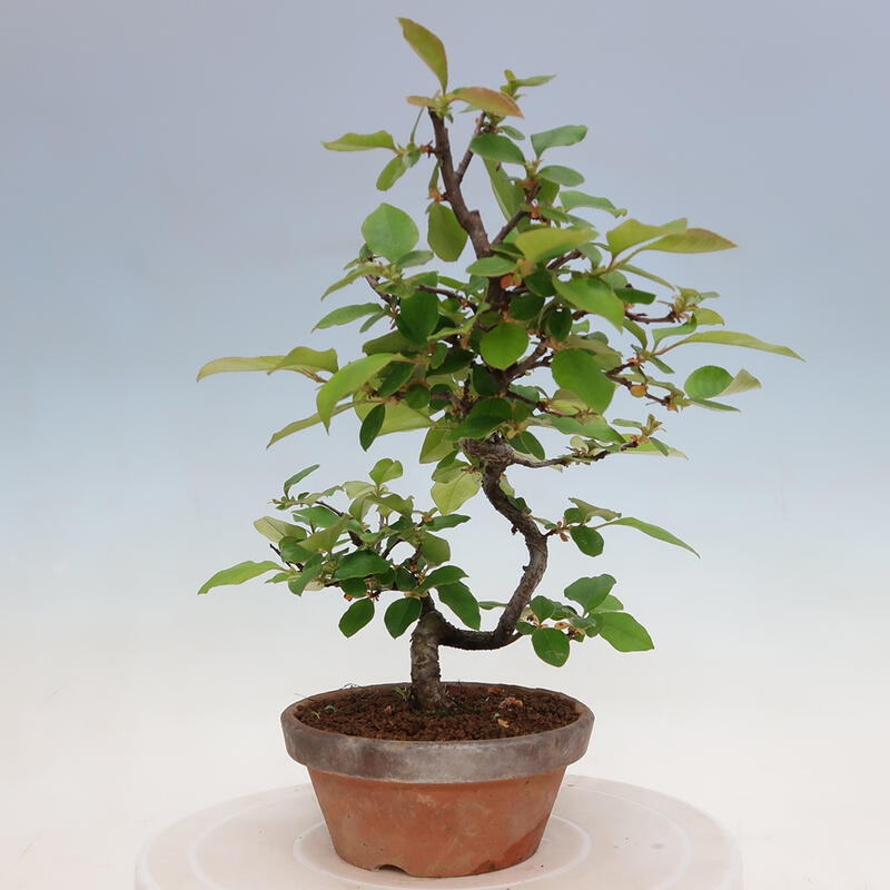 Bonsai für draußen - Pseudocydonia sinensis - Chinesische Quitte