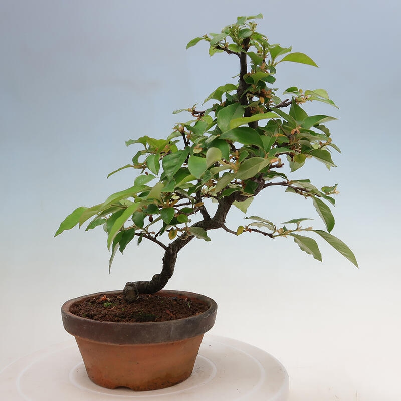 Bonsai für draußen - Pseudocydonia sinensis - Chinesische Quitte
