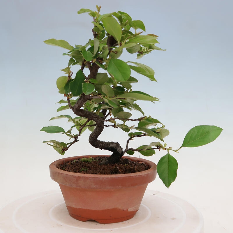Bonsai für draußen - Pseudocydonia sinensis - Chinesische Quitte
