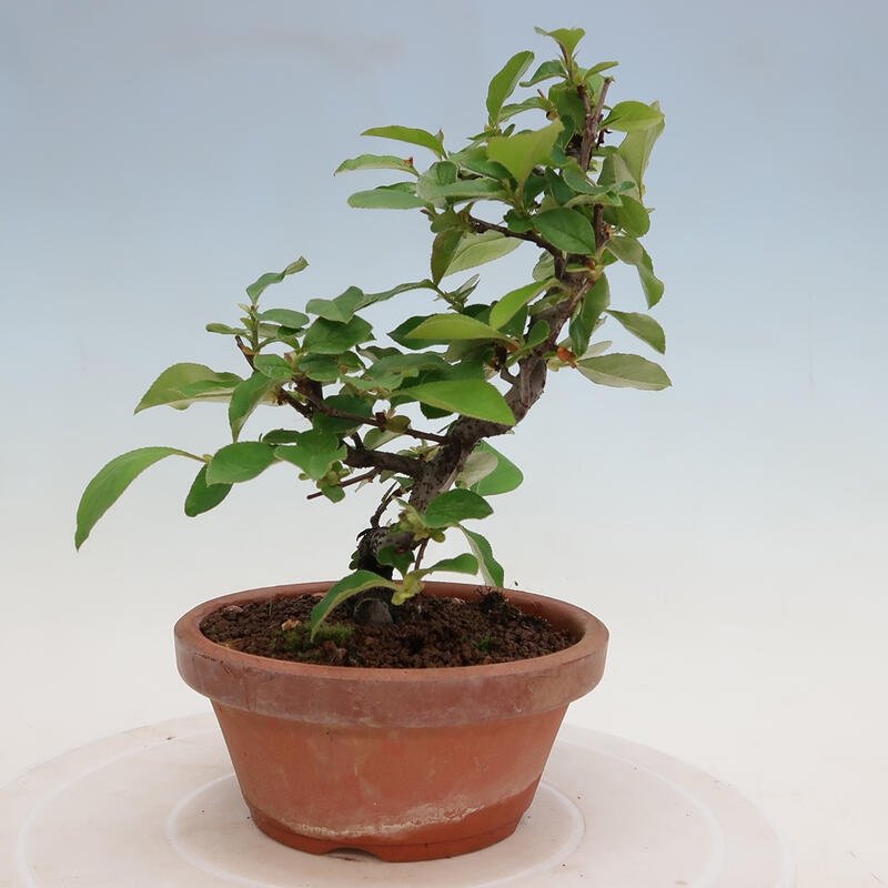 Bonsai für draußen - Pseudocydonia sinensis - Chinesische Quitte