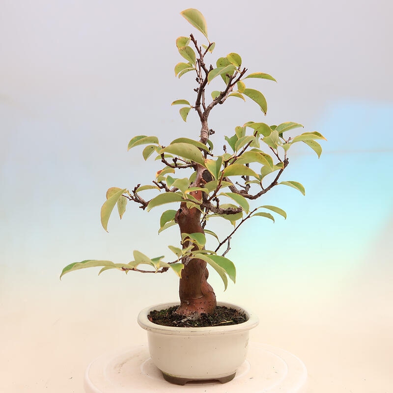 Bonsai für draußen - Pseudocydonia sinensis - Chinesische Quitte