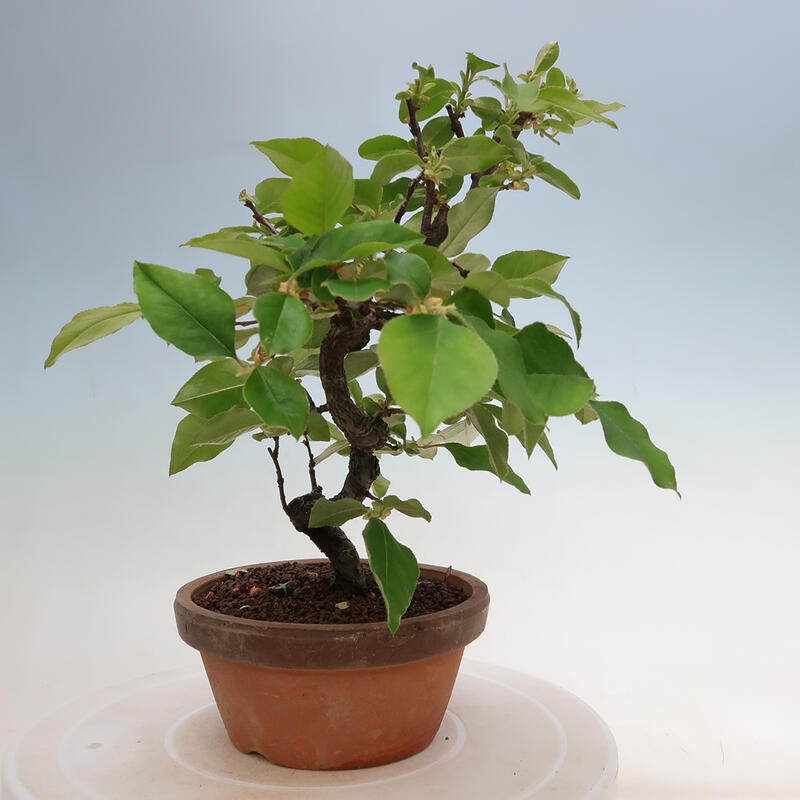 Bonsai für draußen - Pseudocydonia sinensis - Chinesische Quitte