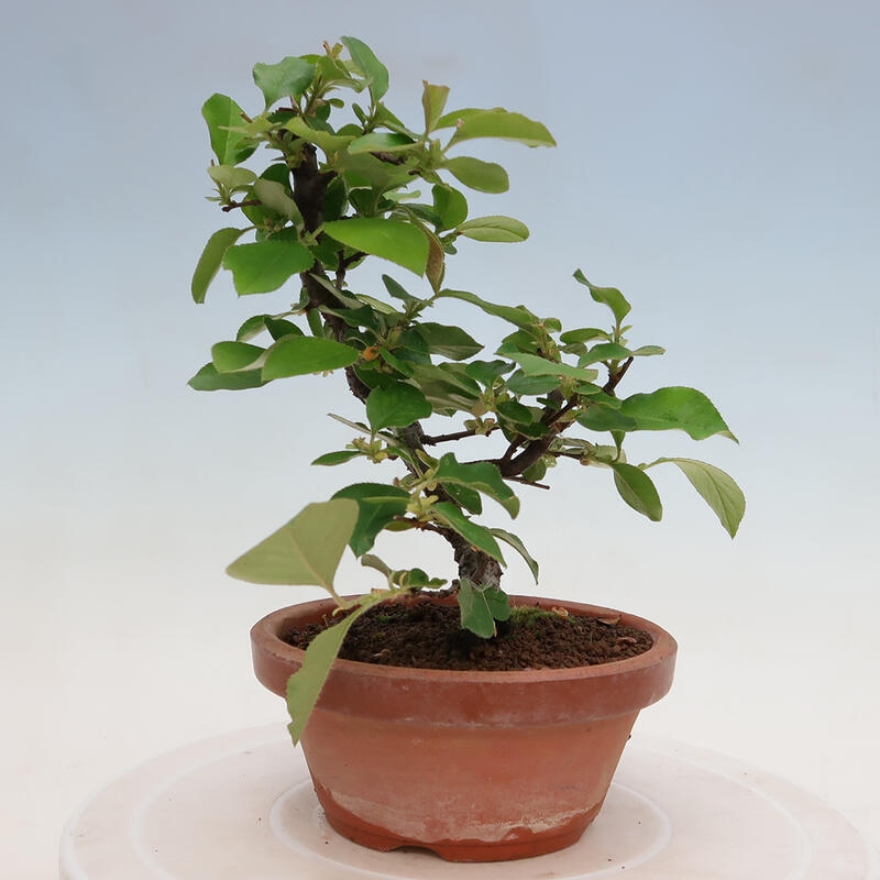 Bonsai für draußen - Pseudocydonia sinensis - Chinesische Quitte