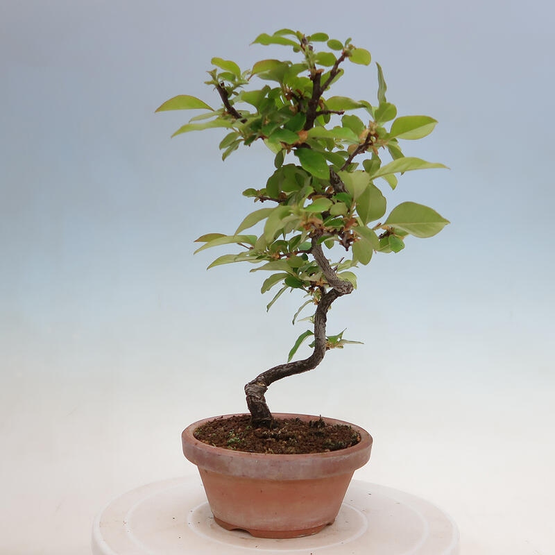 Bonsai für draußen - Pseudocydonia sinensis - Chinesische Quitte