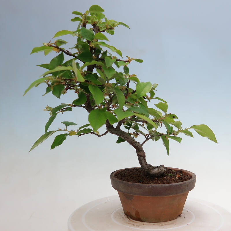 Bonsai für draußen - Pseudocydonia sinensis - Chinesische Quitte