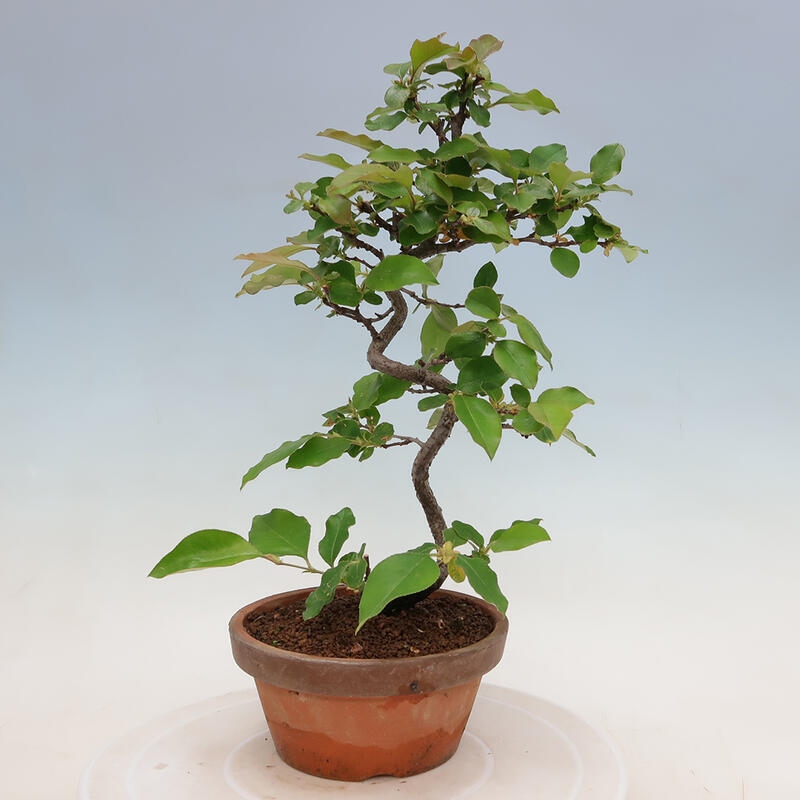 Bonsai für draußen - Pseudocydonia sinensis - Chinesische Quitte