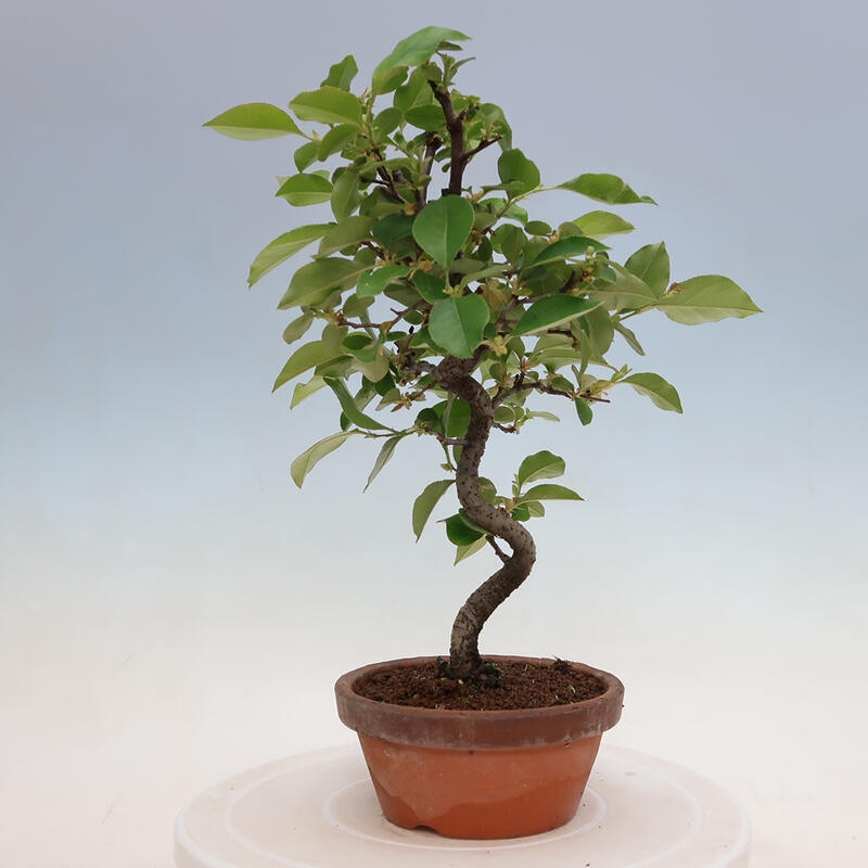 Bonsai für draußen - Pseudocydonia sinensis - Chinesische Quitte