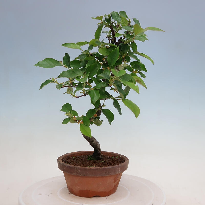 Bonsai für draußen - Pseudocydonia sinensis - Chinesische Quitte