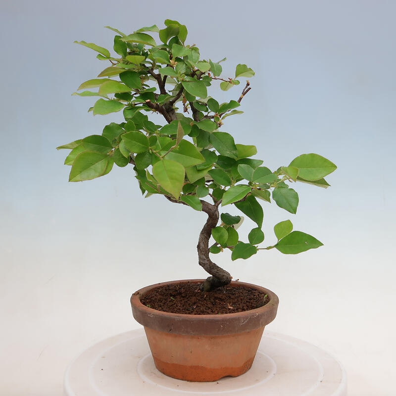 Bonsai für draußen - Pseudocydonia sinensis - Chinesische Quitte