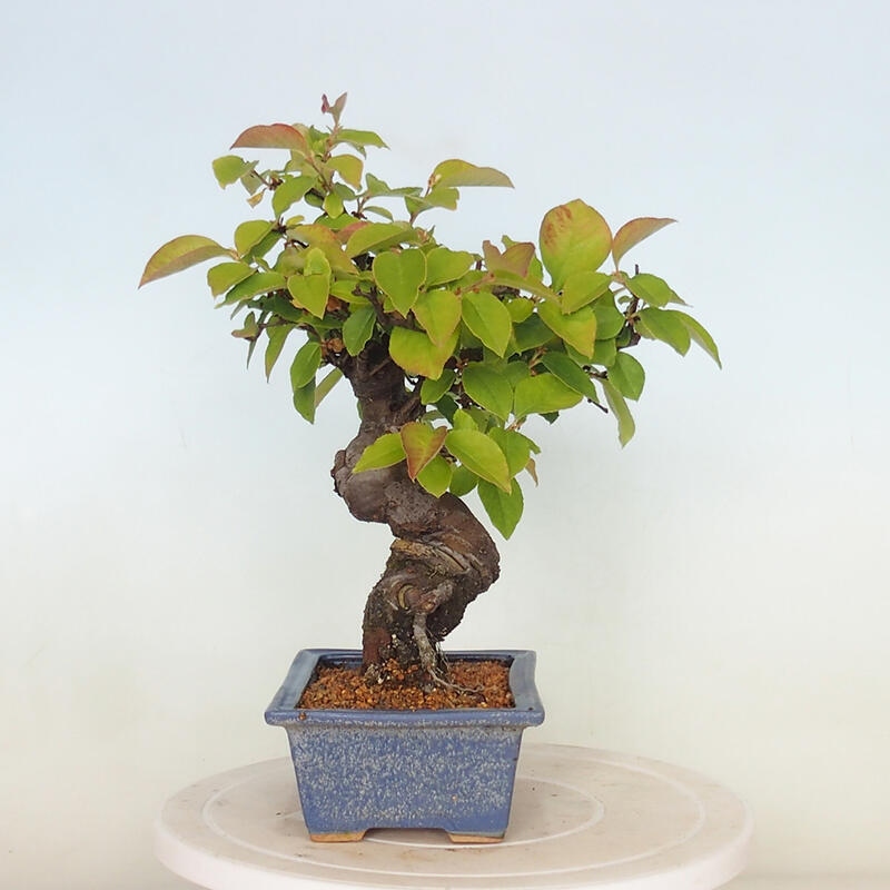 Bonsai für draußen - Pseudocydonia sinensis - Chinesische Quitte