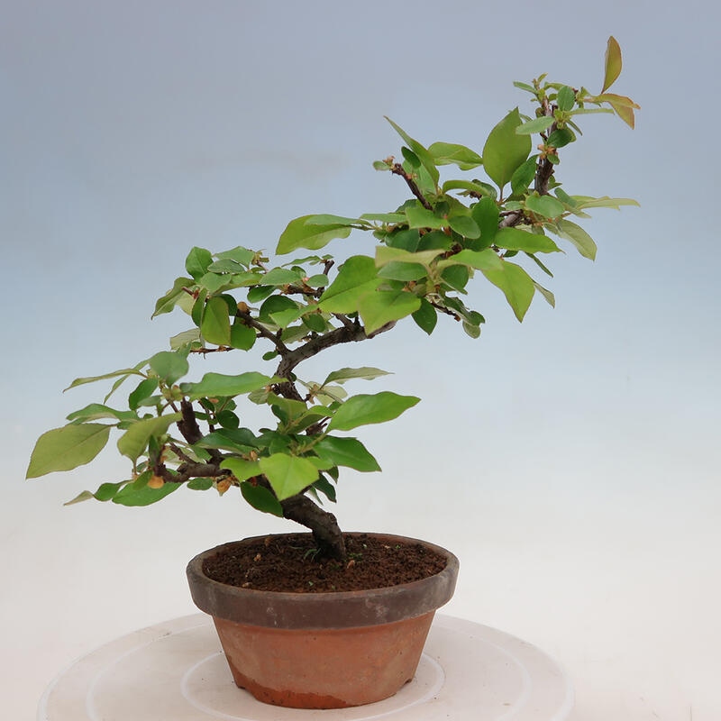 Bonsai für draußen - Pseudocydonia sinensis - Chinesische Quitte