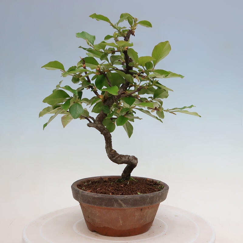 Bonsai für draußen - Pseudocydonia sinensis - Chinesische Quitte