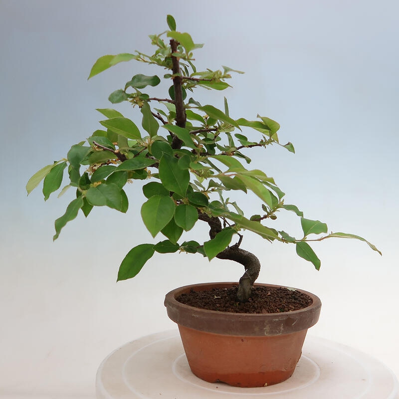 Bonsai für draußen - Pseudocydonia sinensis - Chinesische Quitte