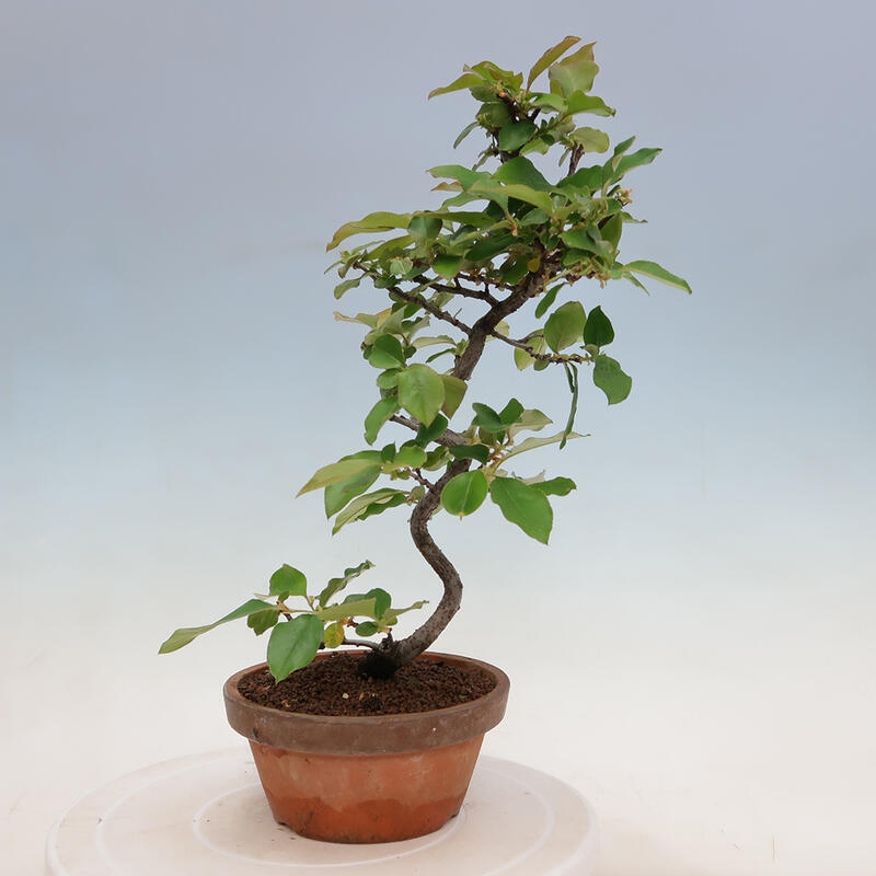 Bonsai für draußen - Pseudocydonia sinensis - Chinesische Quitte