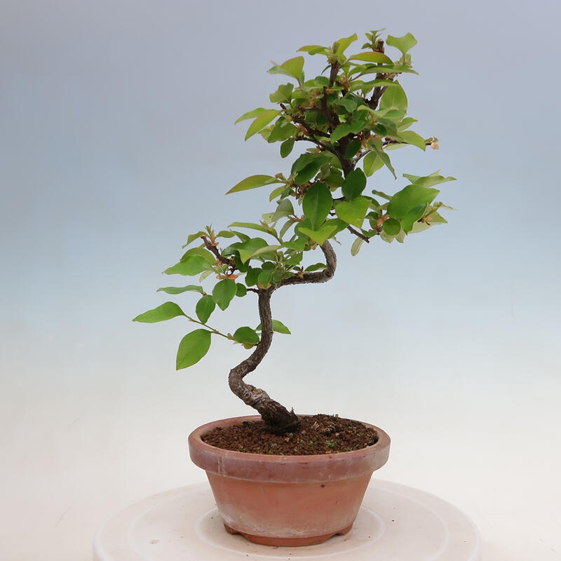 Bonsai für draußen - Pseudocydonia sinensis - Chinesische Quitte