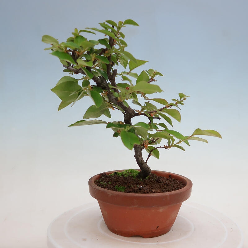 Bonsai für draußen - Pseudocydonia sinensis - Chinesische Quitte