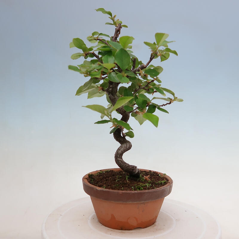 Bonsai für draußen - Pseudocydonia sinensis - Chinesische Quitte