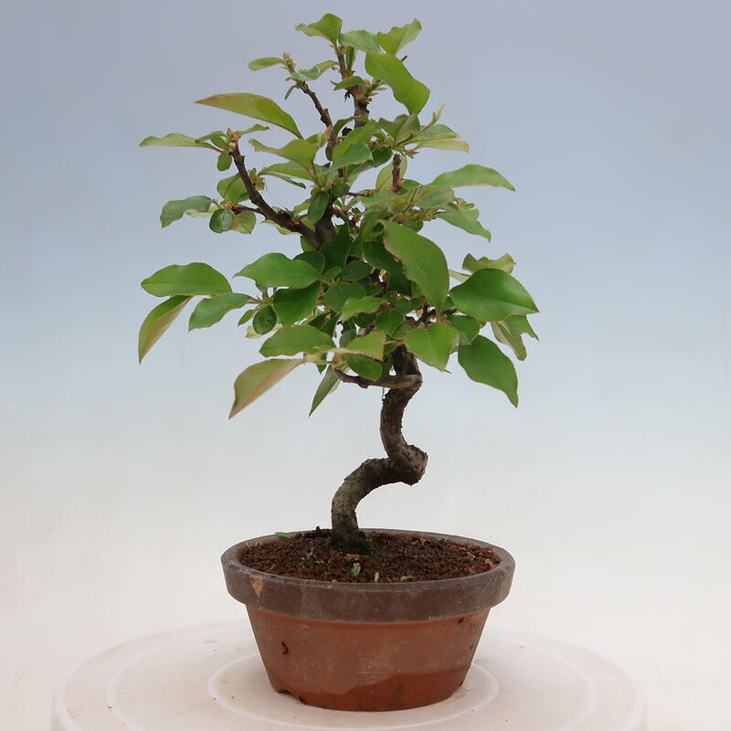 Bonsai für draußen - Pseudocydonia sinensis - Chinesische Quitte