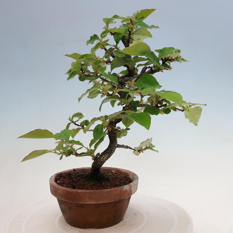 Bonsai für draußen - Pseudocydonia sinensis - Chinesische Quitte