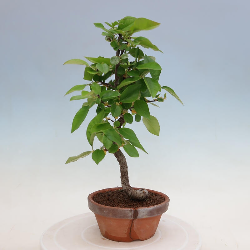 Bonsai für draußen - Pseudocydonia sinensis - Chinesische Quitte