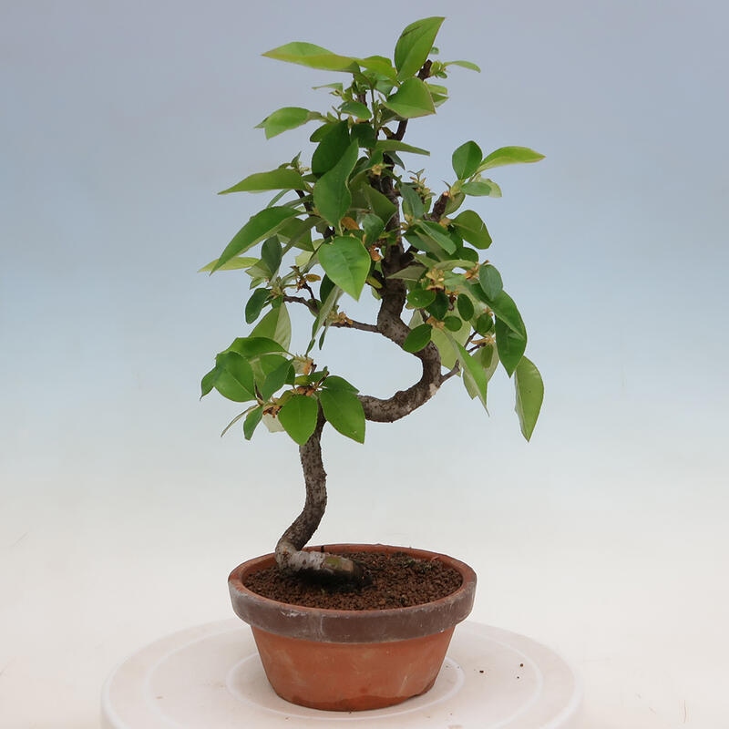 Bonsai für draußen - Pseudocydonia sinensis - Chinesische Quitte