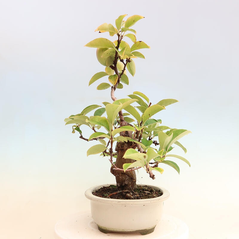 Bonsai für draußen - Pseudocydonia sinensis - Chinesische Quitte