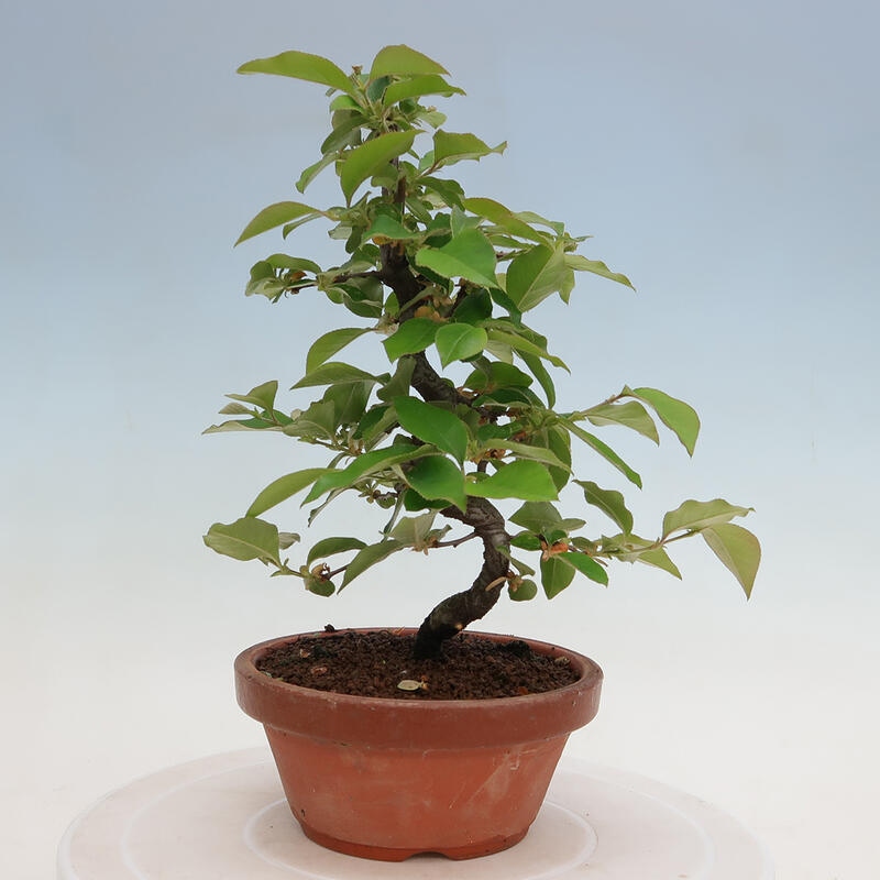 Bonsai für draußen - Pseudocydonia sinensis - Chinesische Quitte