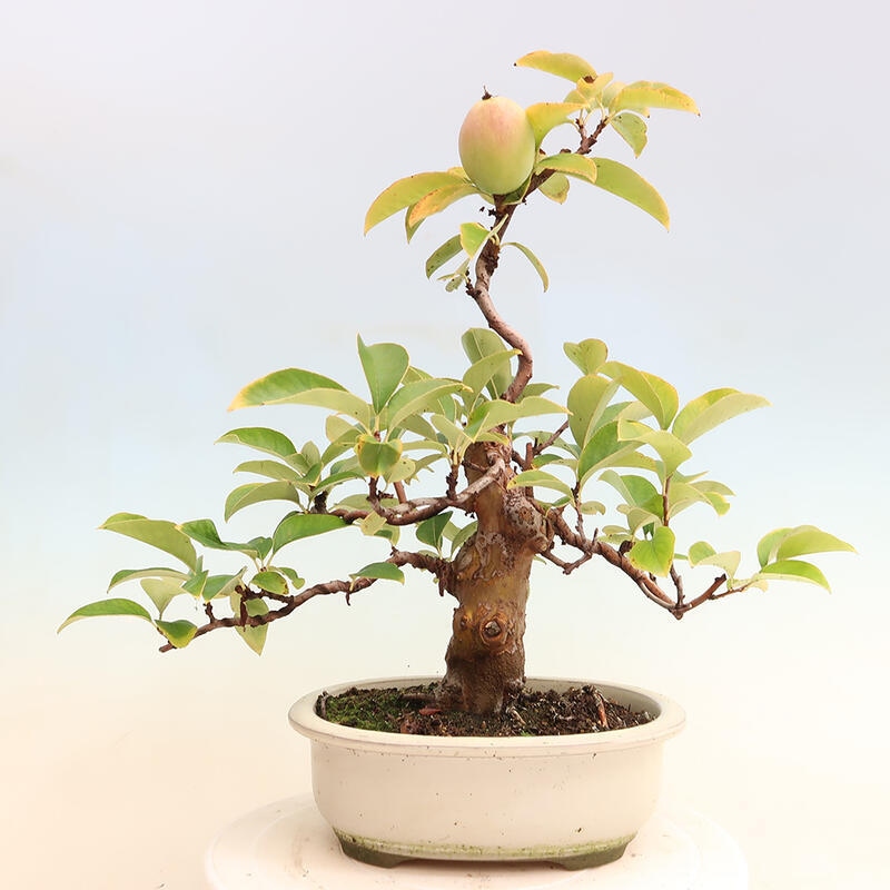 Bonsai für draußen - Pseudocydonia sinensis - Chinesische Quitte