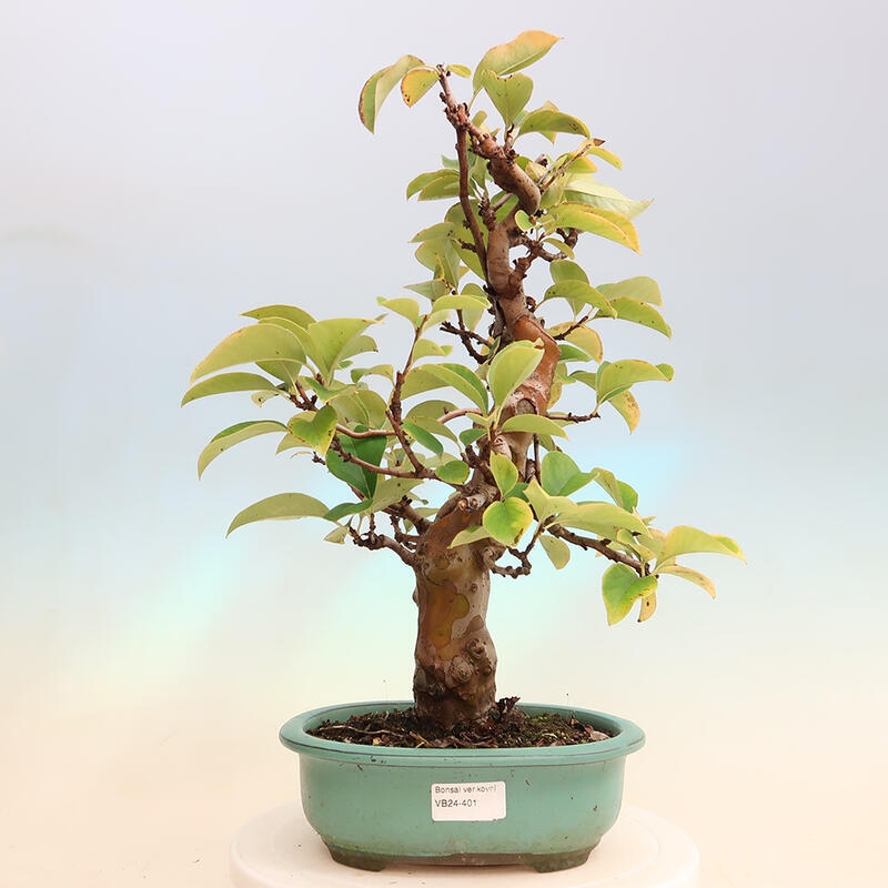 Bonsai für draußen - Pseudocydonia sinensis - Chinesische Quitte