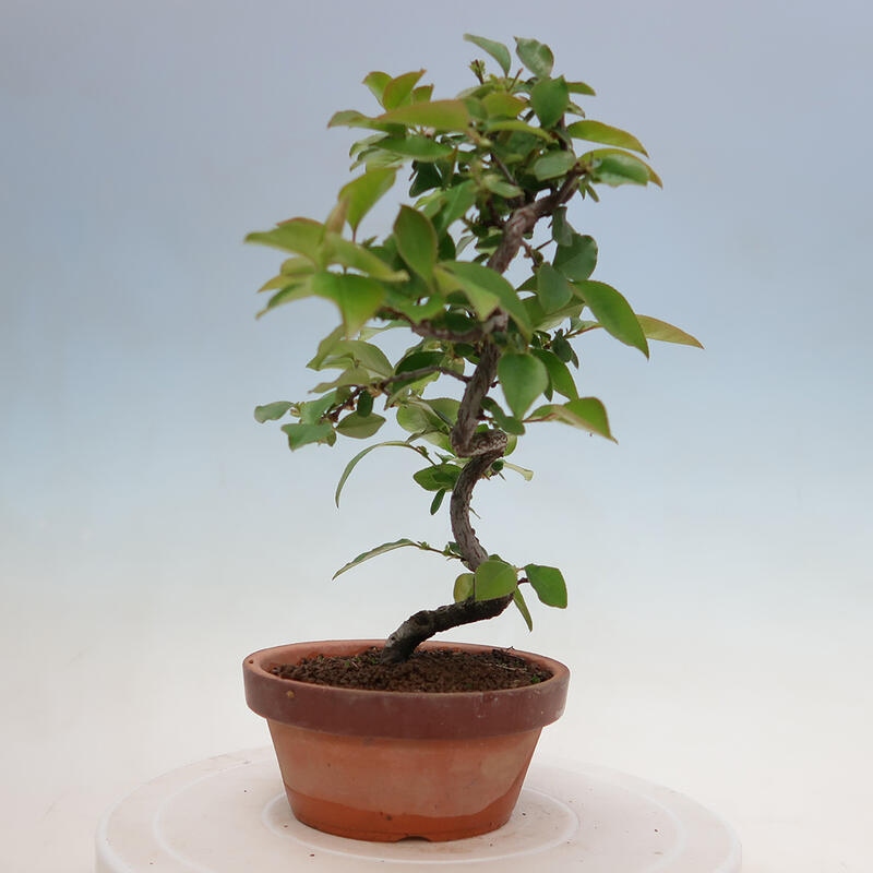 Bonsai für draußen - Pseudocydonia sinensis - Chinesische Quitte