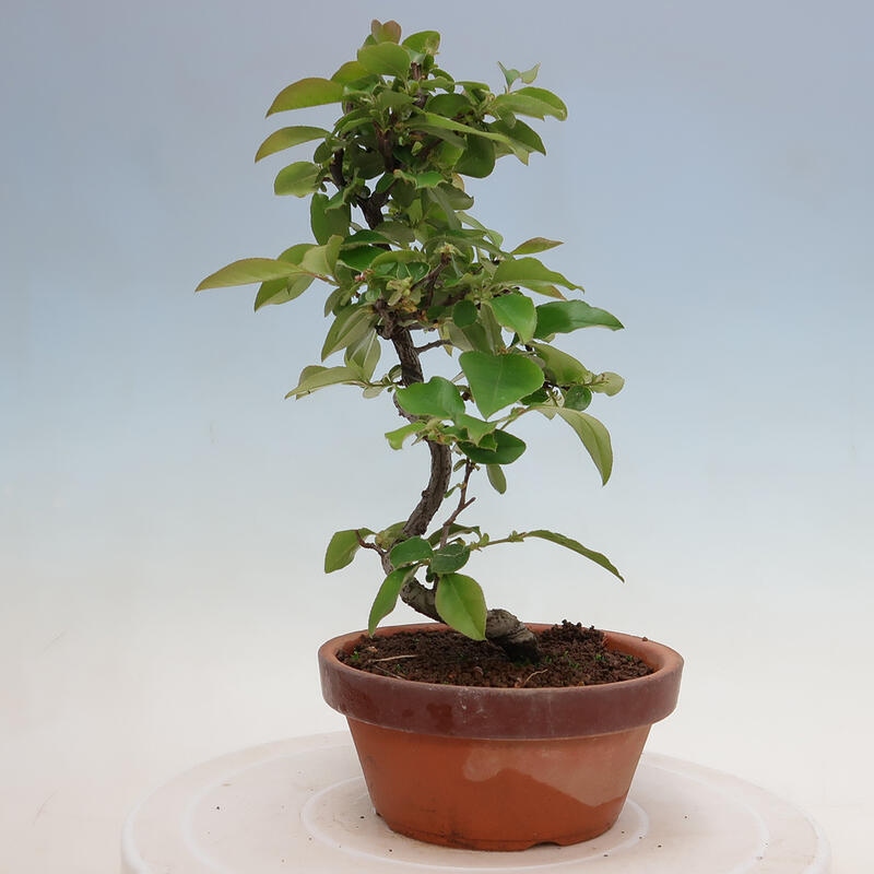 Bonsai für draußen - Pseudocydonia sinensis - Chinesische Quitte