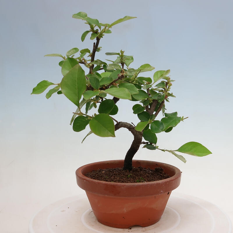 Bonsai für draußen - Pseudocydonia sinensis - Chinesische Quitte
