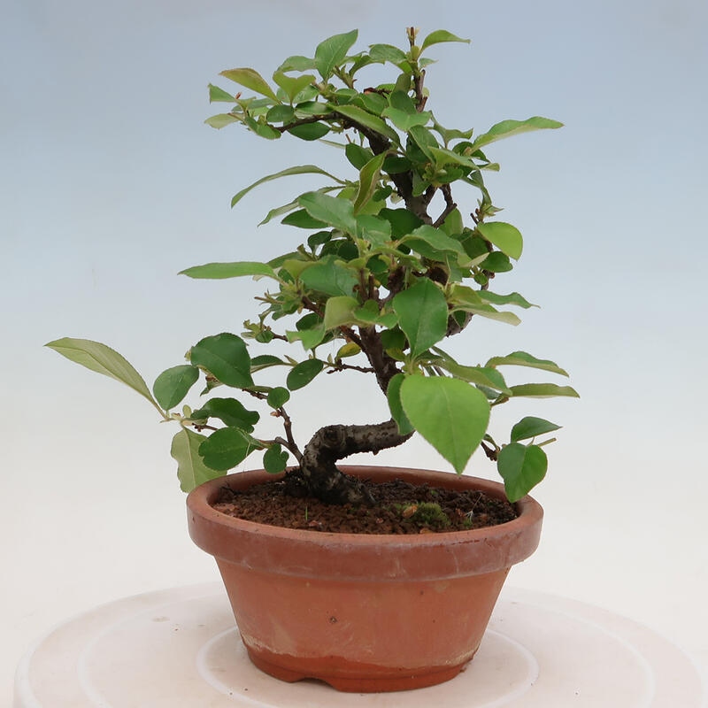 Bonsai für draußen - Pseudocydonia sinensis - Chinesische Quitte