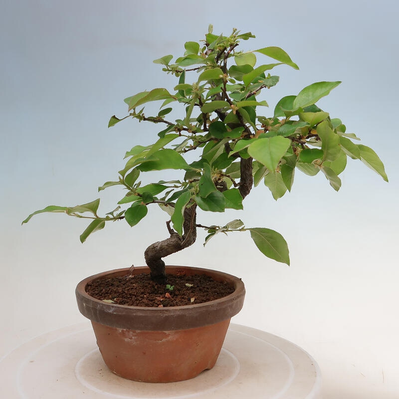 Bonsai für draußen - Pseudocydonia sinensis - Chinesische Quitte