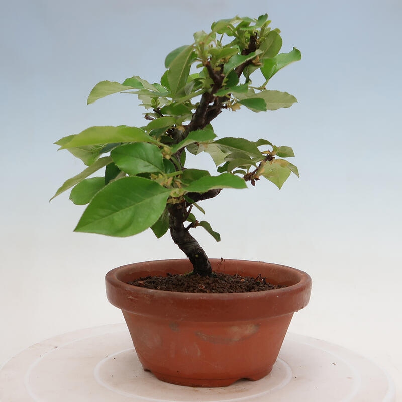 Bonsai für draußen - Pseudocydonia sinensis - Chinesische Quitte