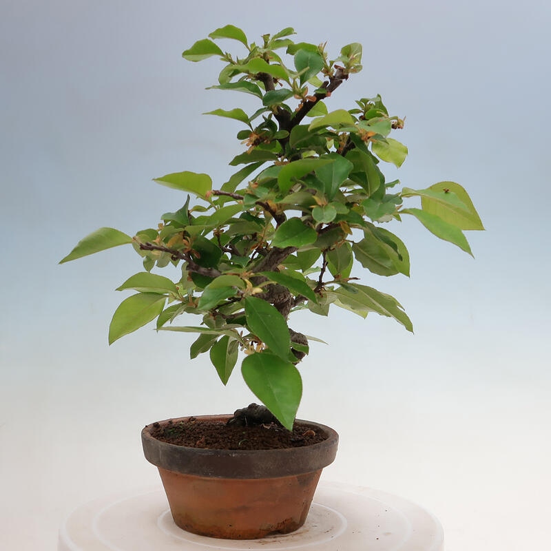 Bonsai für draußen - Pseudocydonia sinensis - Chinesische Quitte