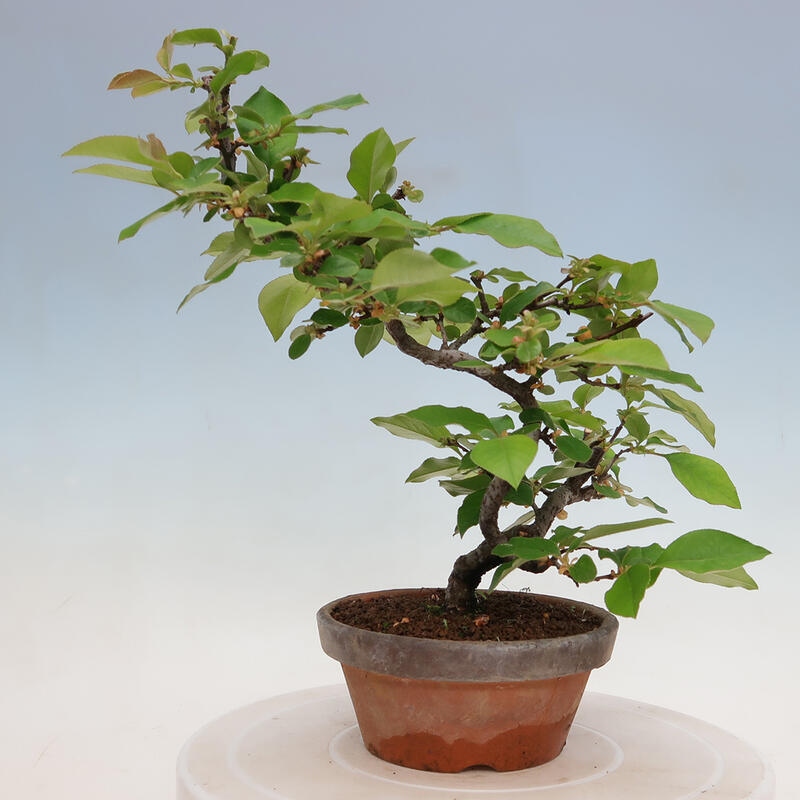 Bonsai für draußen - Pseudocydonia sinensis - Chinesische Quitte