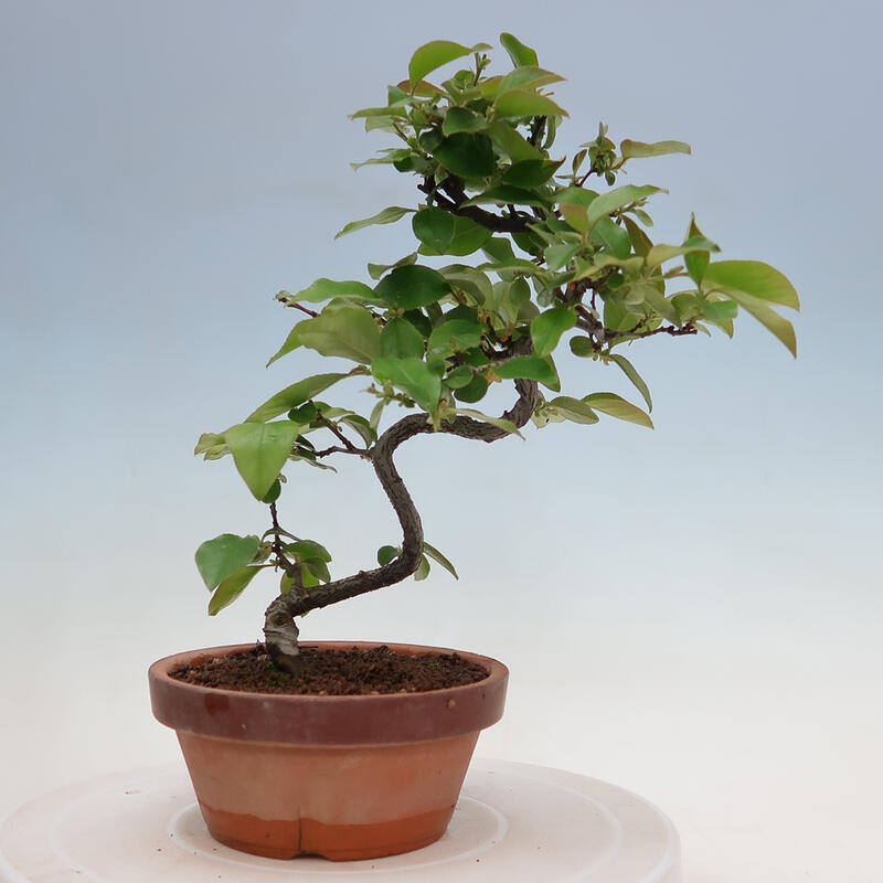 Bonsai für draußen - Pseudocydonia sinensis - Chinesische Quitte