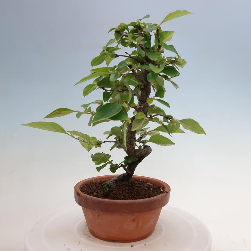 Bonsai für draußen - Pseudocydonia sinensis - Chinesische Quitte