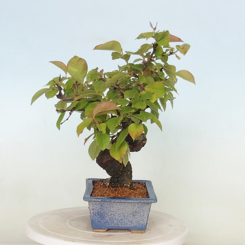 Bonsai für draußen - Pseudocydonia sinensis - Chinesische Quitte