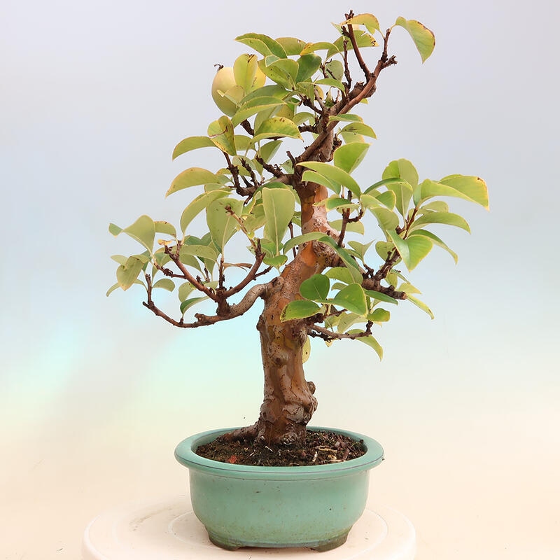 Bonsai für draußen - Pseudocydonia sinensis - Chinesische Quitte
