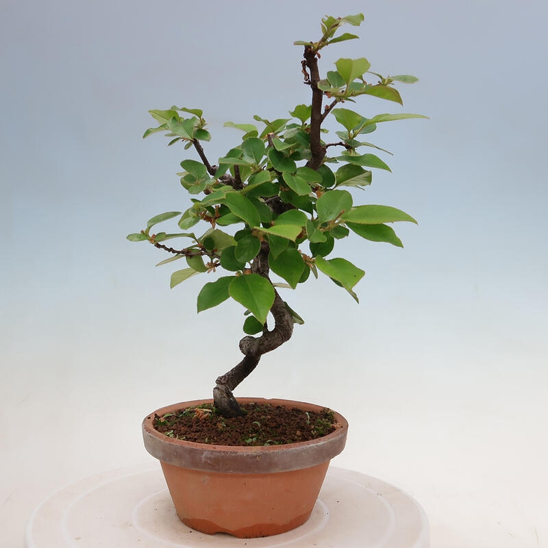 Bonsai für draußen - Pseudocydonia sinensis - Chinesische Quitte