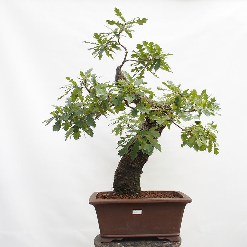 Außenbonsai Quercus Cerris - Eiche Cer