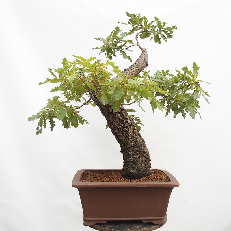 Außenbonsai Quercus Cerris - Eiche Cer