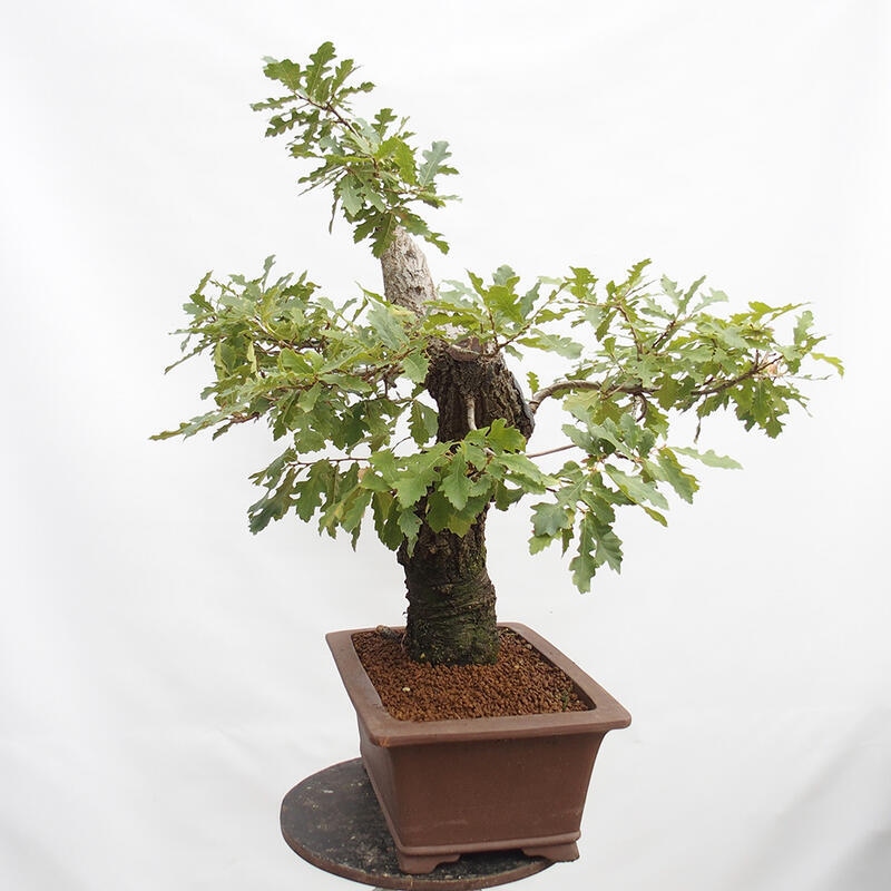 Außenbonsai Quercus Cerris - Eiche Cer