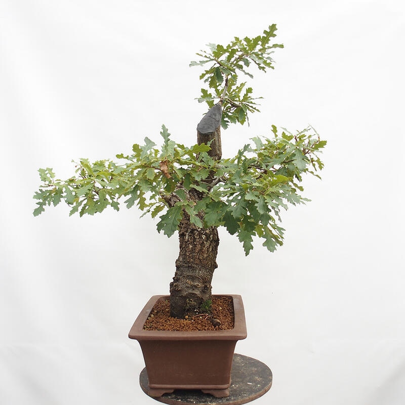 Außenbonsai Quercus Cerris - Eiche Cer