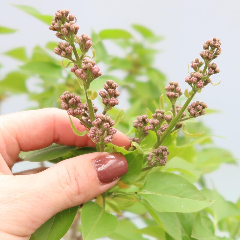 Bonsai für draußen - Flieder - Syringa vulgaris