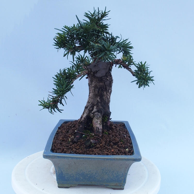 Bonsai für draußen - Taxus cuspidata - Japanische Eibe