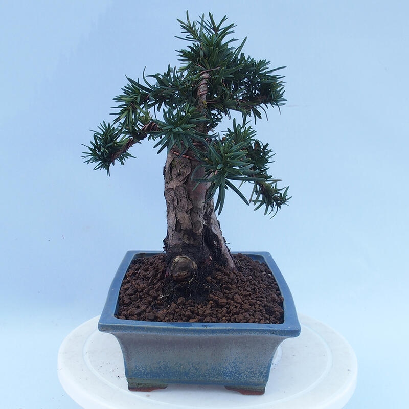 Bonsai für draußen - Taxus cuspidata - Japanische Eibe